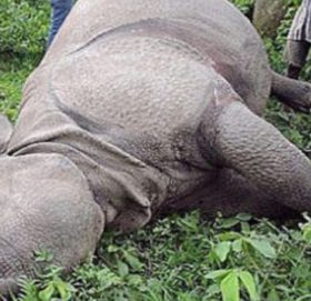 चितवन निकुञ्ज र आसपासमा नौ महिनामा ३० गैँडा मरे