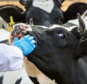 चितवनमा प्रदेशस्तरीय पशुपक्षी अस्पताल बनाउन प्रस्ताव