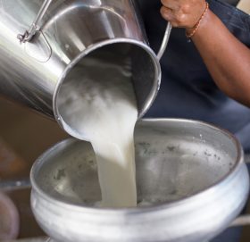 सहकारीमार्फत दूध बेचेरै किसानले कमाए पाँच करोड