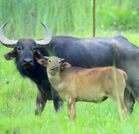 चितवन राष्ट्रिय निकुञ्ज बाह्रसिङ्गे र अर्ना विहीन