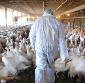 बर्डफ्लु प्रभावित किसानलाई छिट्टै राहत