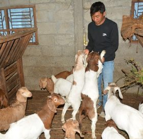 एउटा यस्तो गाउँ : जहाँ बाख्रा नपाल्नै घरै छैन